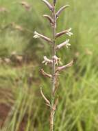 Plancia ëd Aloe bergeriana (Dinter) Boatwr. & J. C. Manning