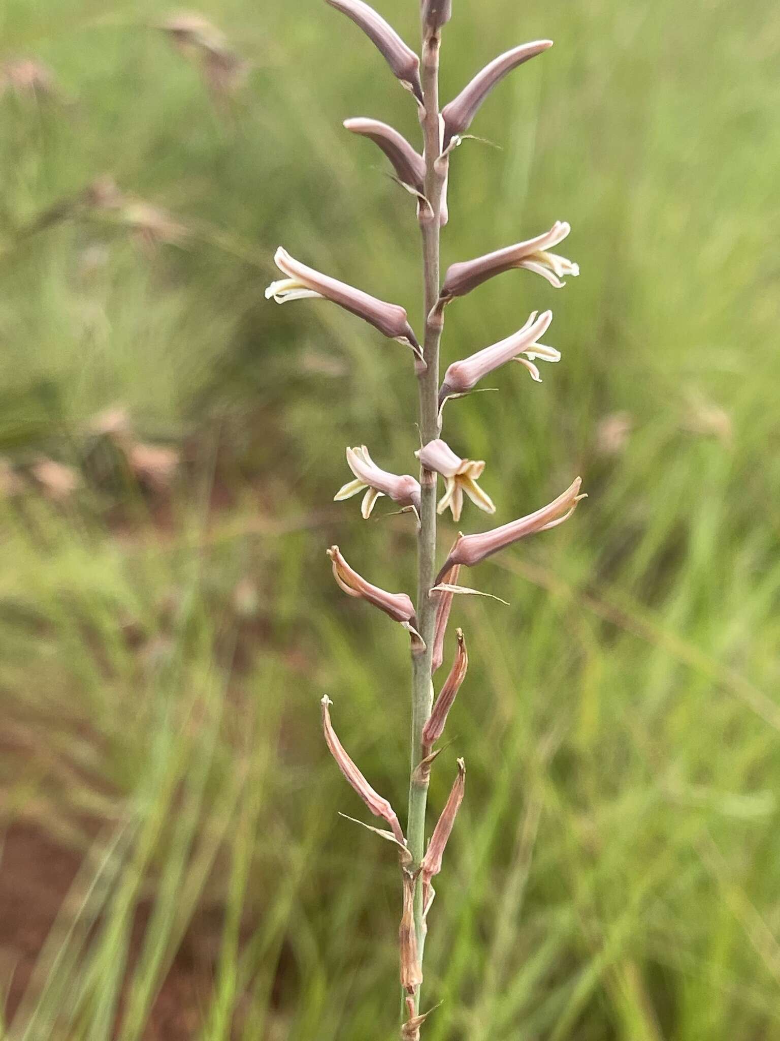 Image de Aloe bergeriana (Dinter) Boatwr. & J. C. Manning