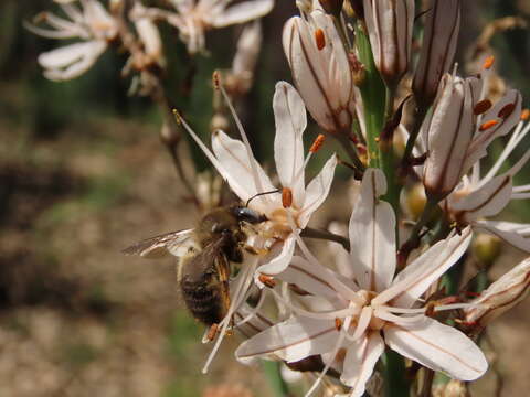 Image of Xylocopa cantabrita Lepeletier 1841