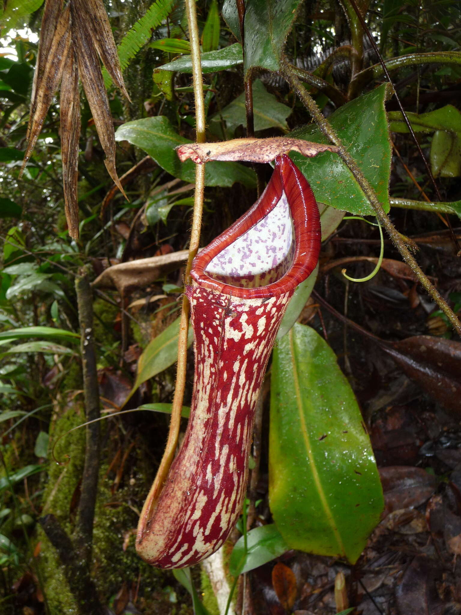 Image of Nepenthes stenophylla Mast.