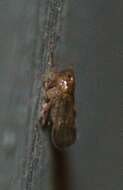 Image of Brown planthopper