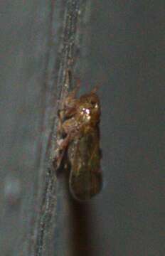 Image of Brown planthopper