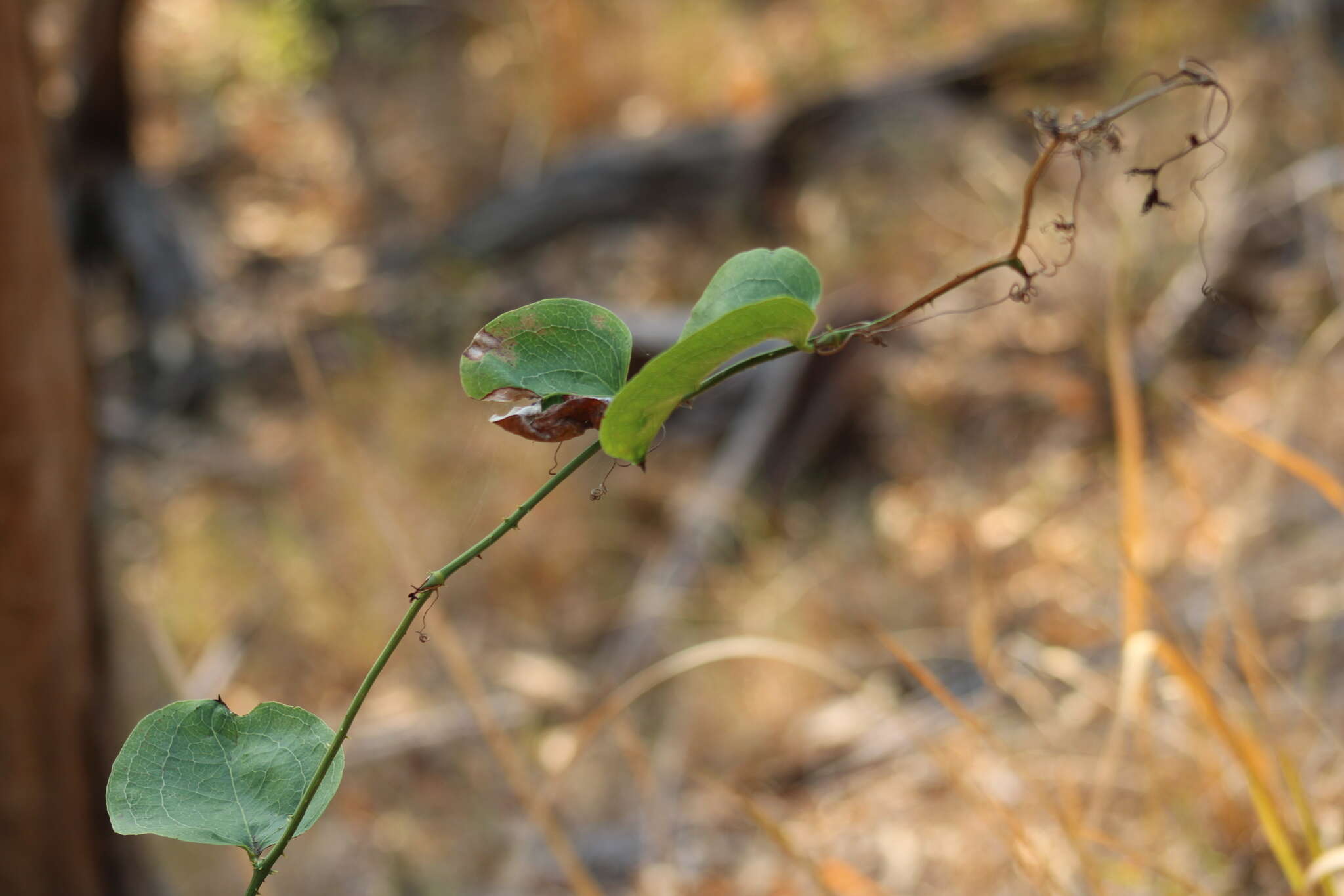 Image of Smilax australis R. Br.