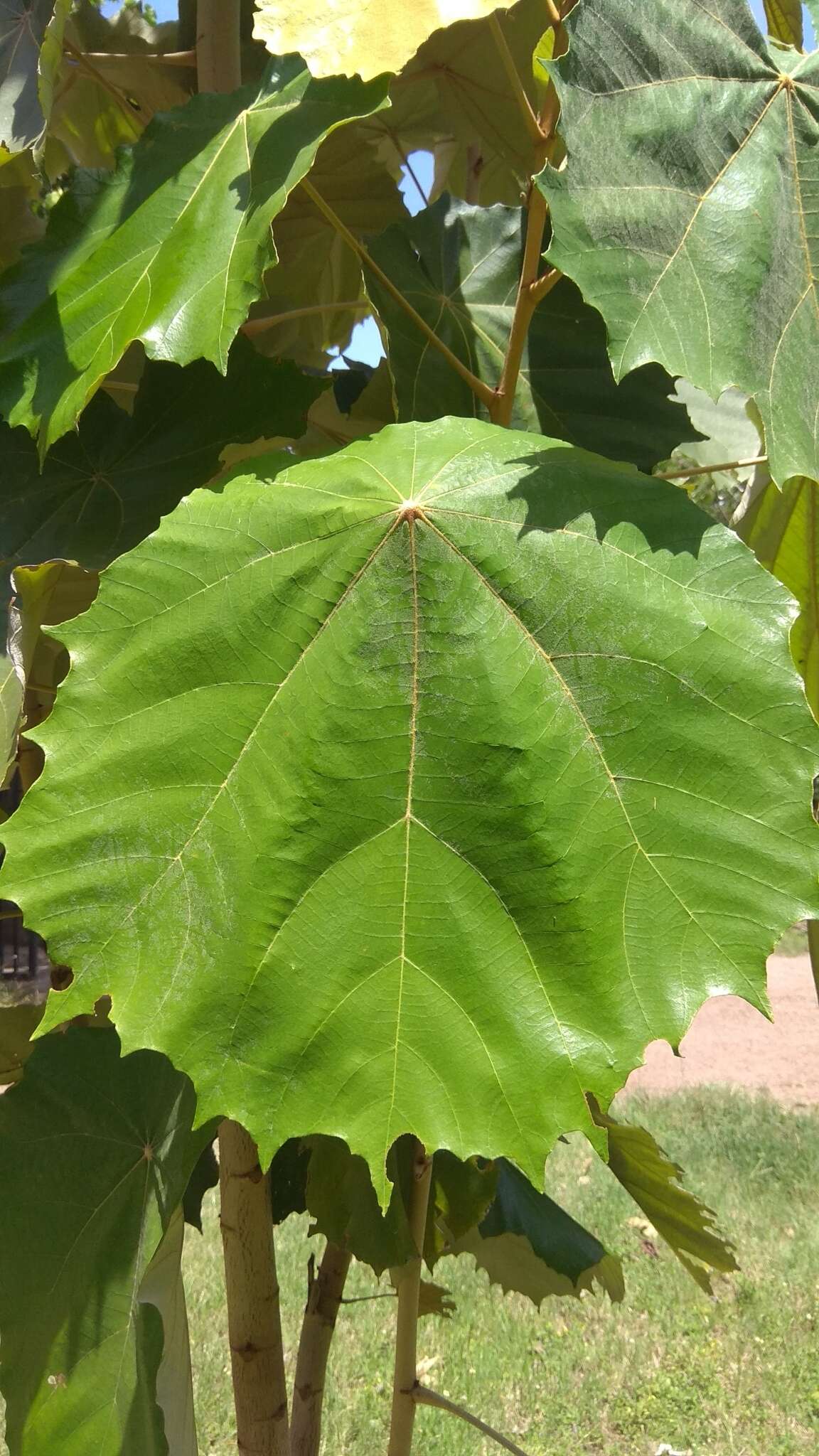 Image of Pterospermum acerifolium (L.) Willd.