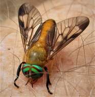 Image of Yellow Fly of the Dismal Swamp