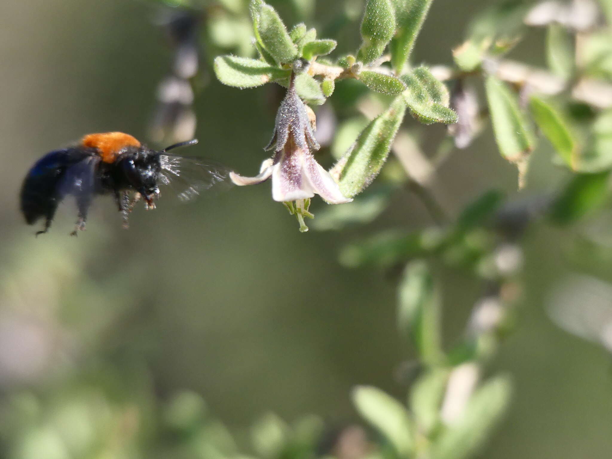 Image de Colletes bicolor Smith 1879