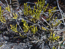 Imagem de Veronica tetragona subsp. tetragona