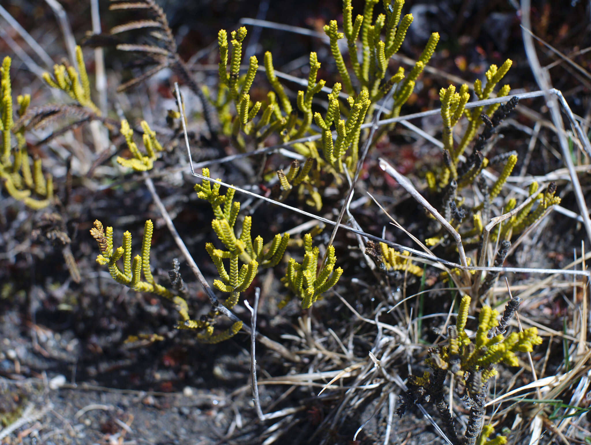 Image of Veronica tetragona subsp. tetragona