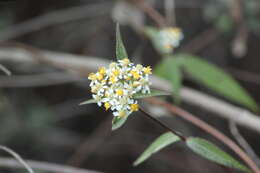 Image de Alloispermum integrifolium (DC.) H. Rob.