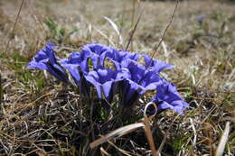 Image de Gentiana grandiflora Laxm.