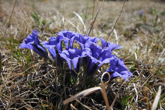 Image of Gentiana grandiflora Laxm.