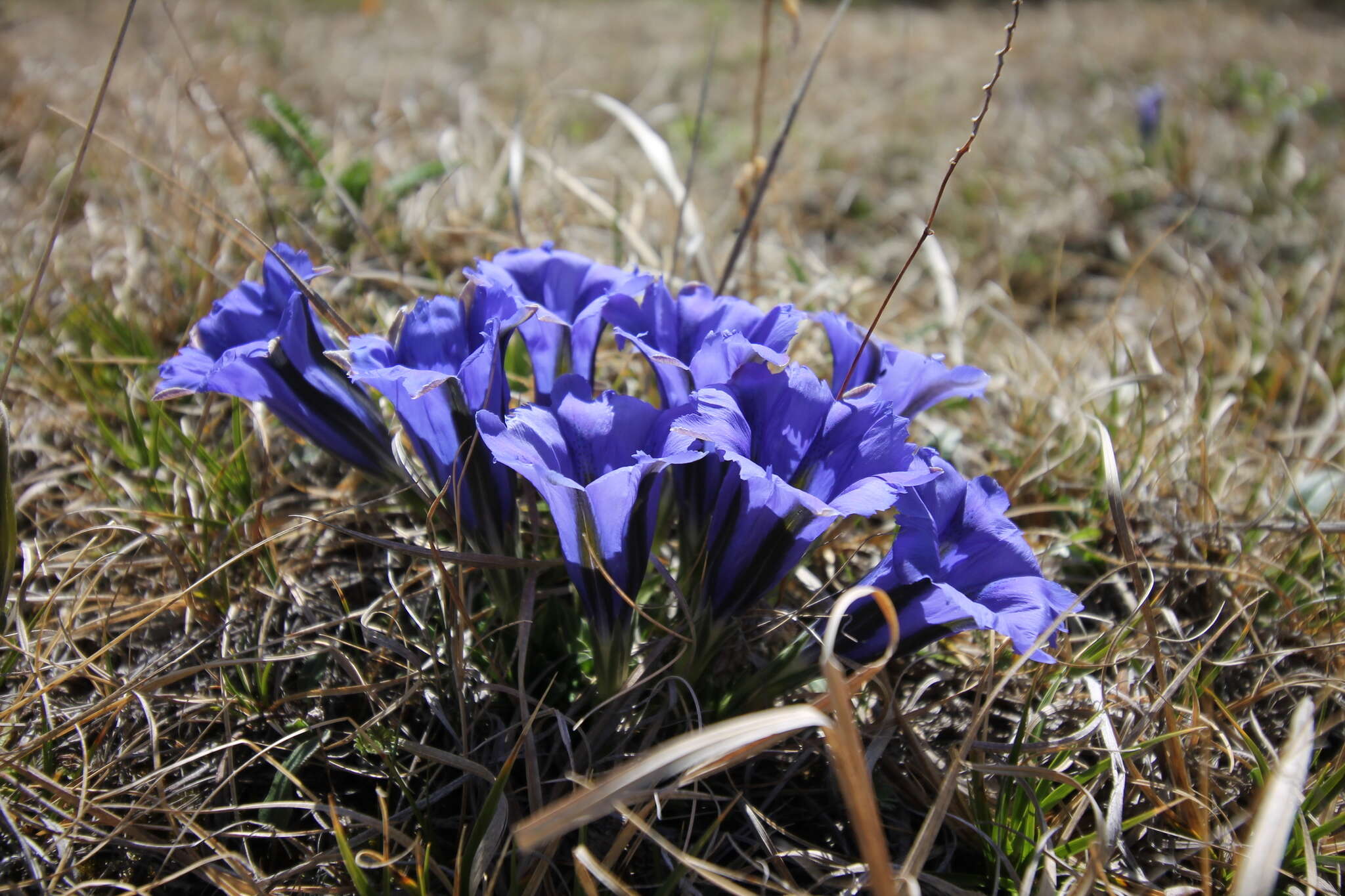 Image de Gentiana grandiflora Laxm.