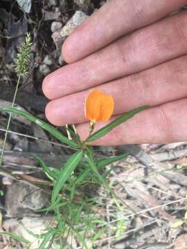 Pigea stellarioides (Domin) P. I. Forst. resmi