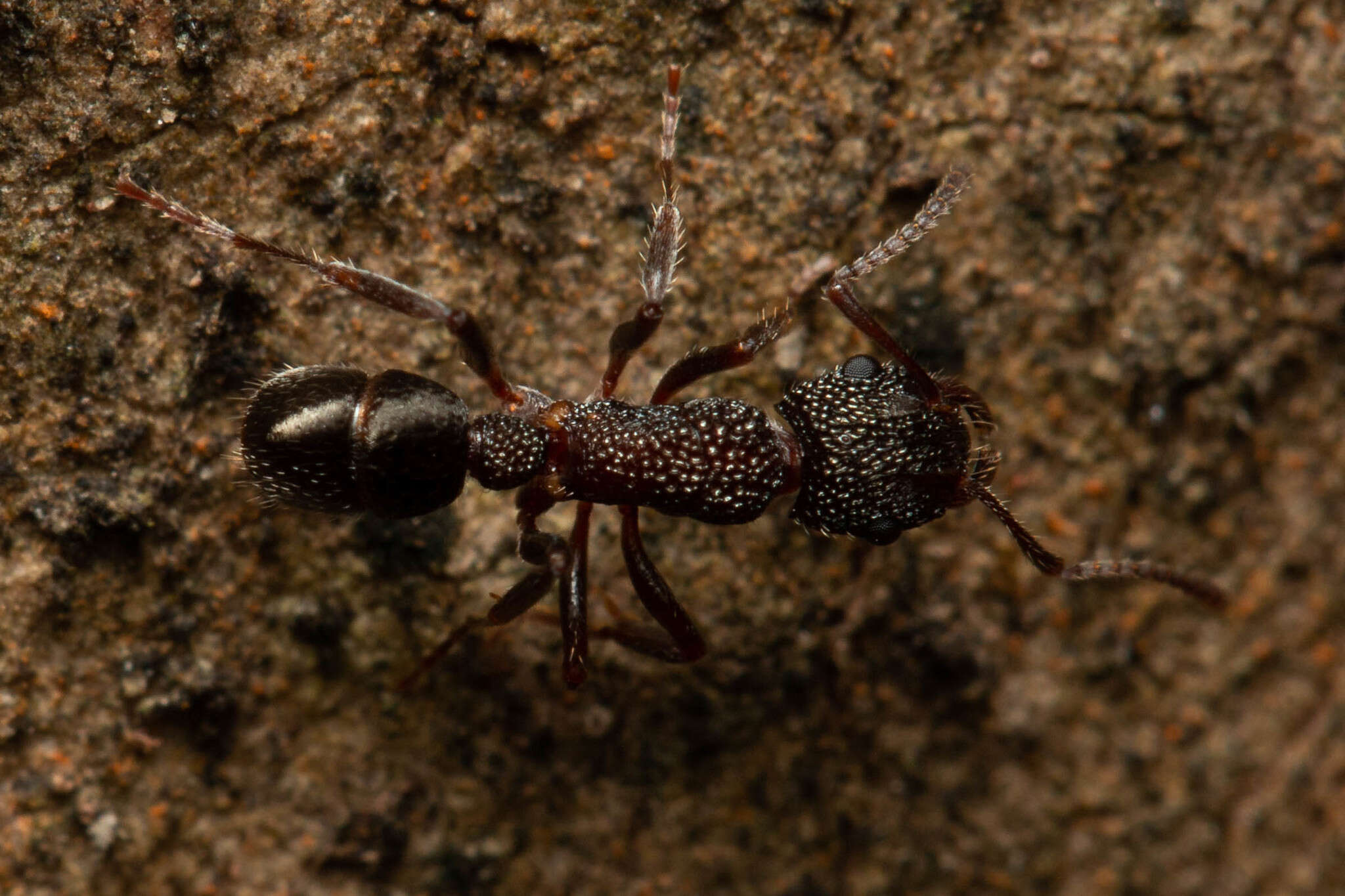 Image of Rhytidoponera anceps Emery 1898