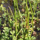 Image of Schoenoplectiella lateriflora (J. F. Gmel.) Lye