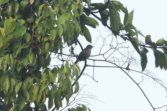 Image of Little Grey Greenbul