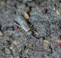 Image of Springtail