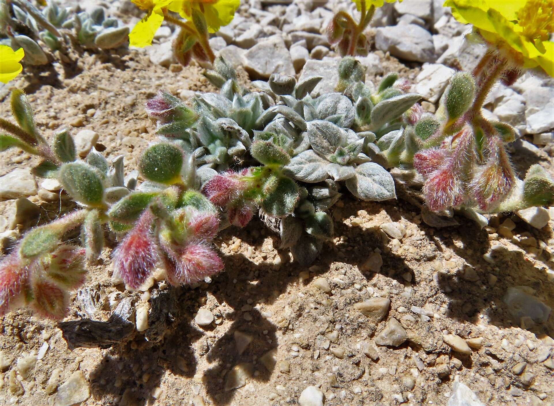 Helianthemum pannosum Boiss.的圖片