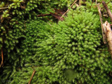 Image of rigid apple-moss