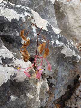 Image of Begonia antsiranensis Aymonin & Bosser