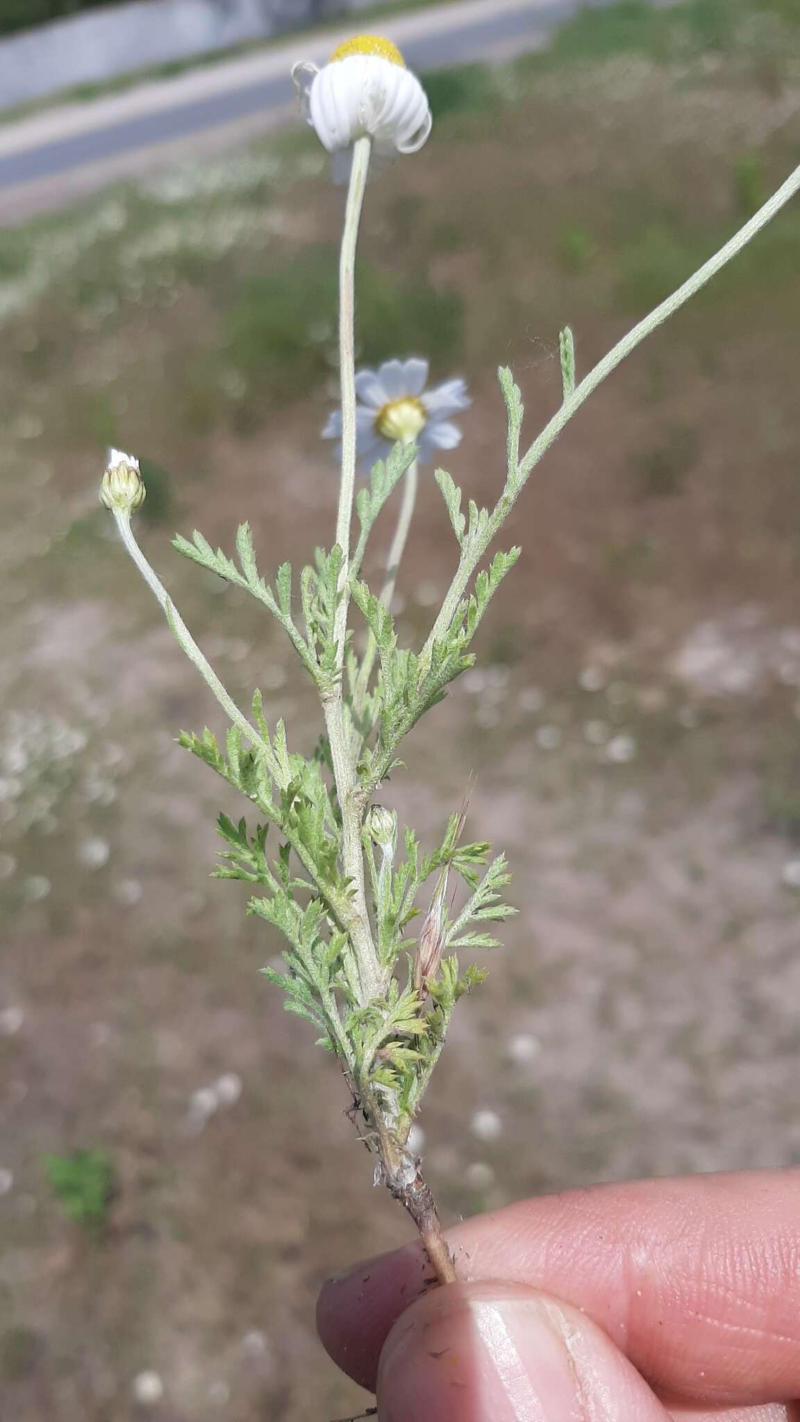 Anthemis ruthenica M. Bieb.的圖片