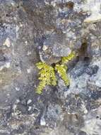 Image of rockweed