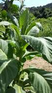 Image of cultivated tobacco