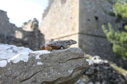 Image of Cretan Frog