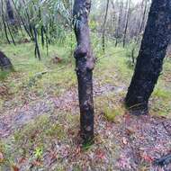 Image of Angophora bakeri E. C. Hall