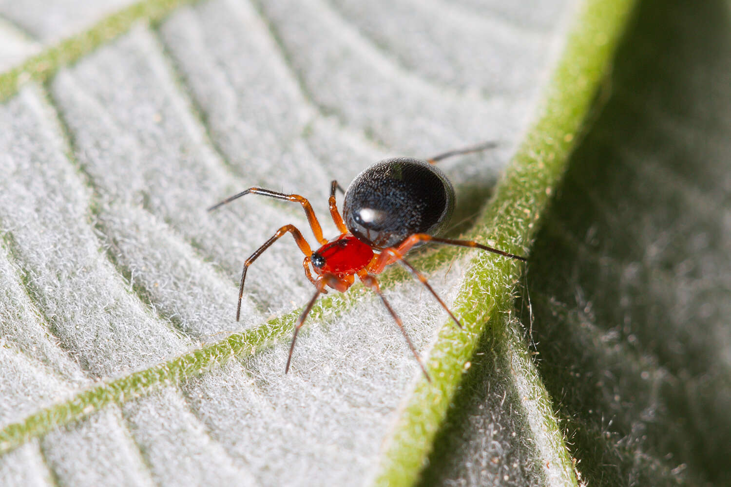 Trematocephalus resmi