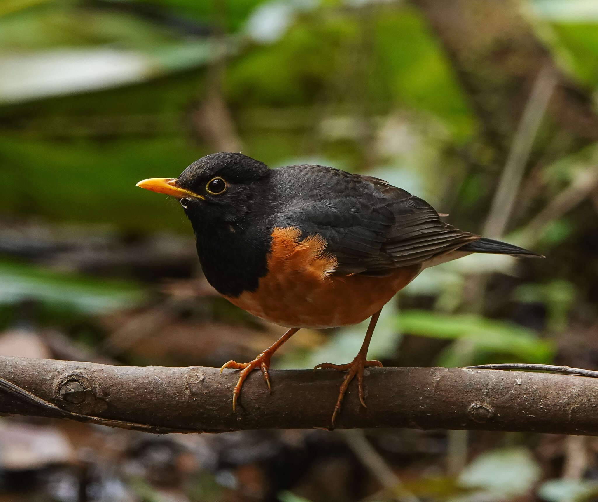 Image of Black-breasted Thrush