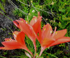 Image of George lily, Scarborough lily