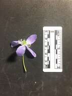 Image of Blue Windflower