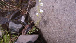 Image of Regel's chickweed