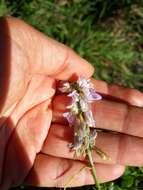 Image of Goat's rue