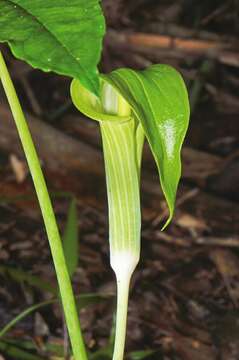 Image of Jack in the pulpit