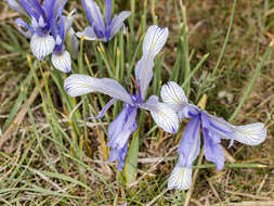 Image of Iris tenuifolia Pall.