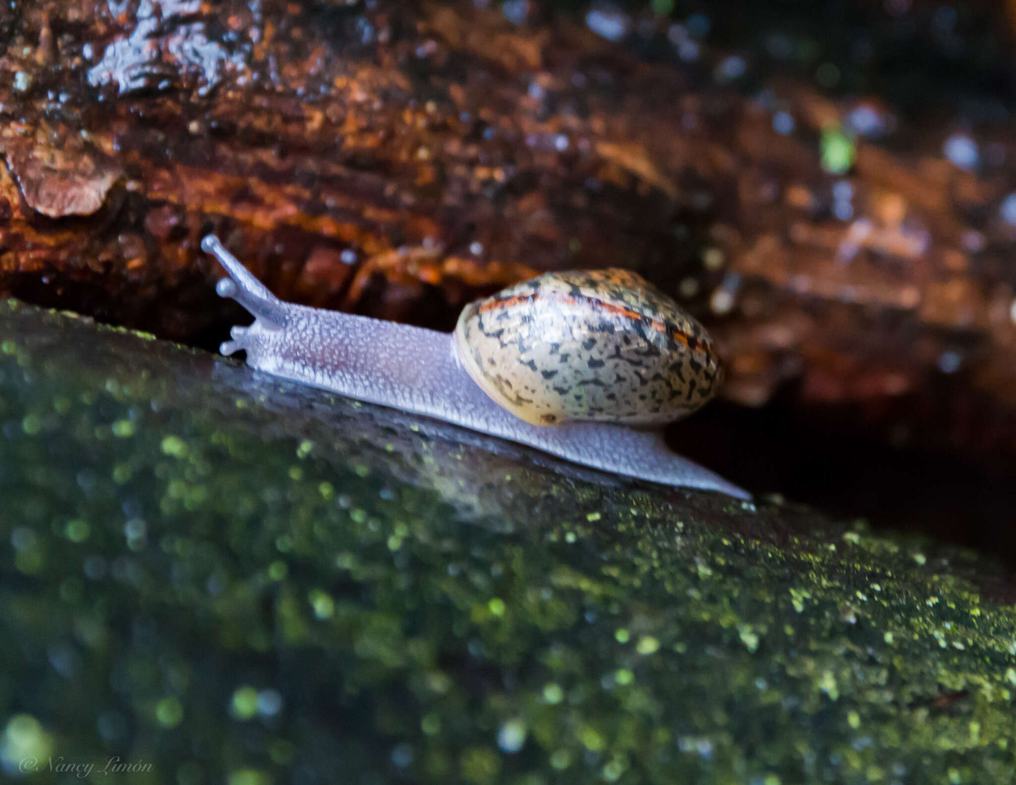 Image of Helminthoglypta petricola (S. S. Berry 1916)