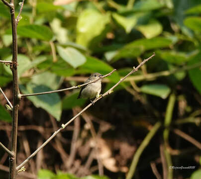 Image of Plain Flowerpecker