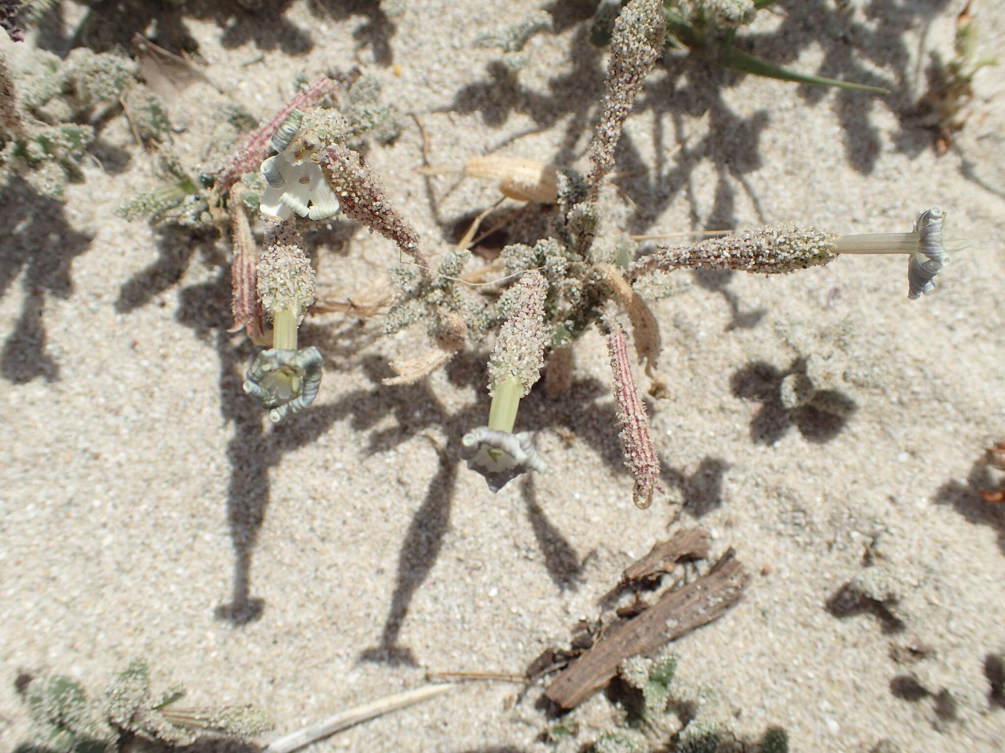 Imagem de Silene succulenta subsp. corsica (DC.) Nym.