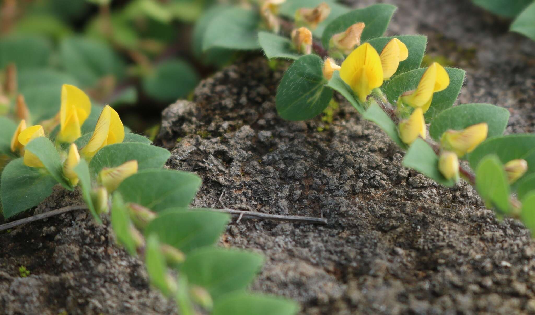 Image of Crotalaria hebecarpa (DC.) Rudd