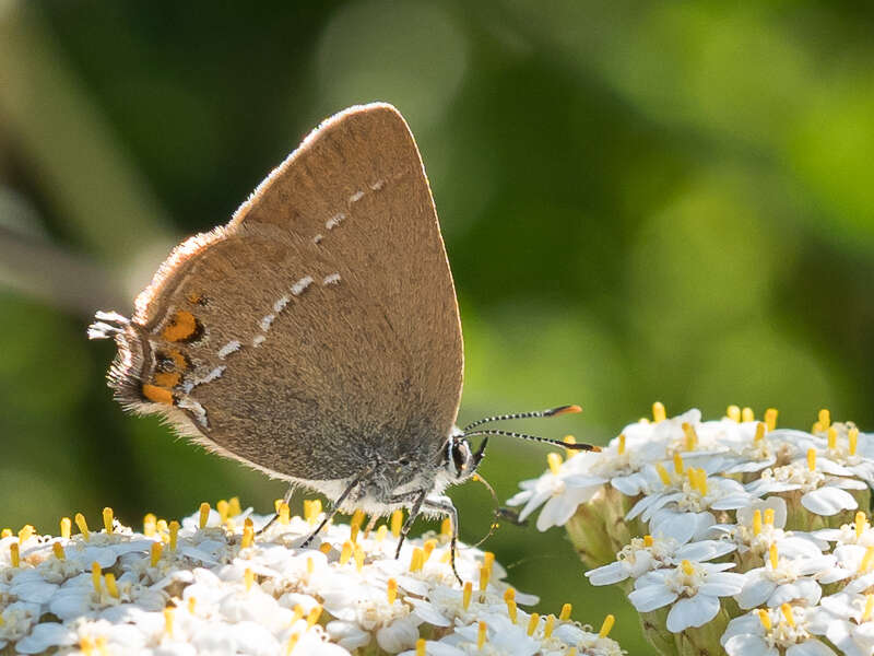 صورة Satyrium acaciae (Fabricius 1787)