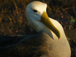 Image of Waved Albatross