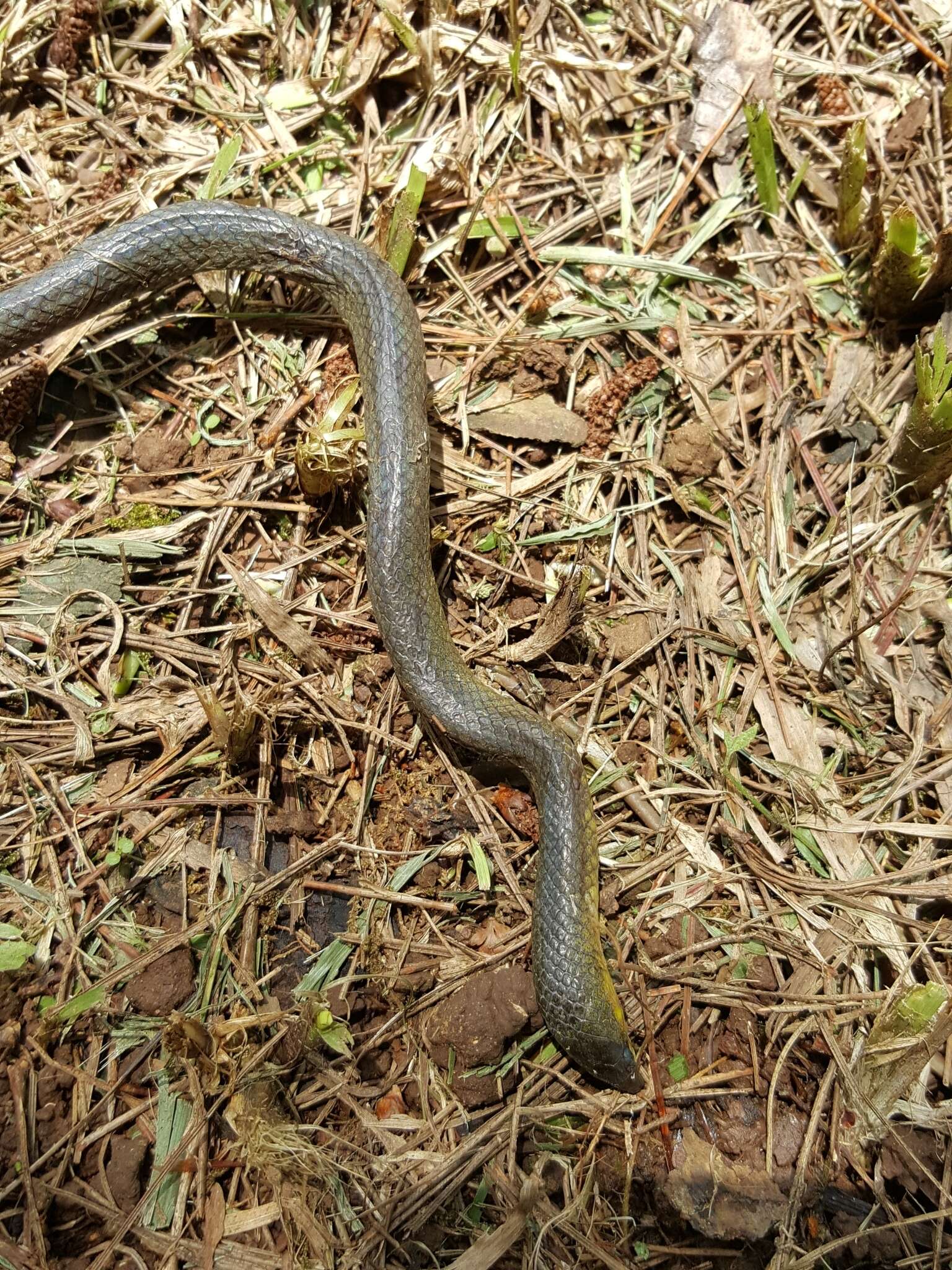 Sivun Oxyrhabdium leporinum leporinum (Günther 1858) kuva