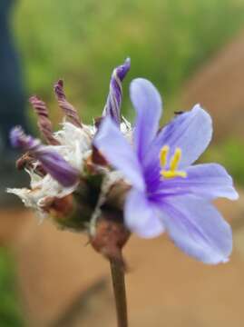 Imagem de Aristea torulosa Klatt