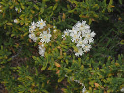 Image of Stoeberia utilis (L. Bol.) E. van Jaarsveld