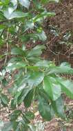 Image of Codiaeum variegatum var. variegatum