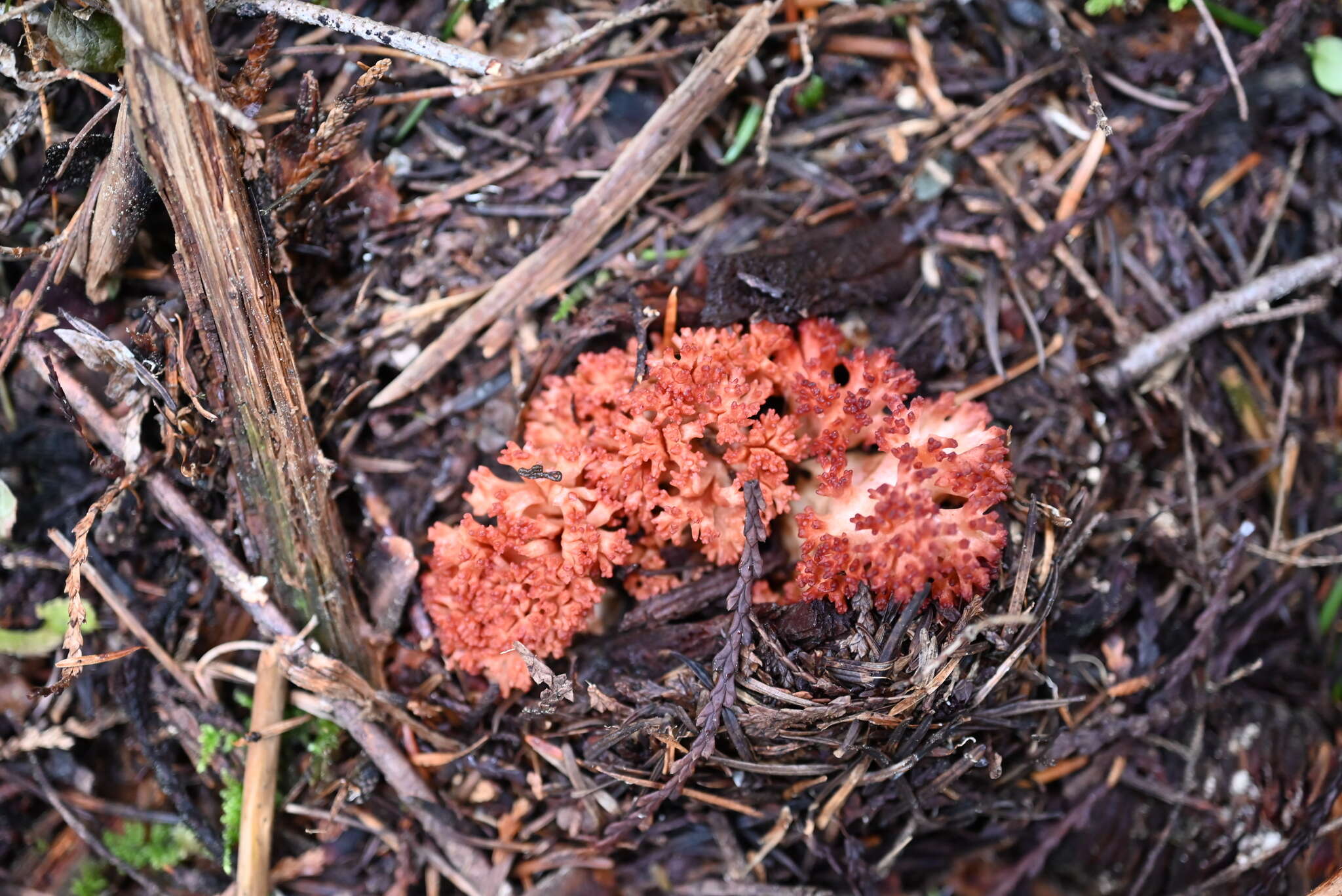 Image of Ramaria rubripermanens Marr & D. E. Stuntz 1974