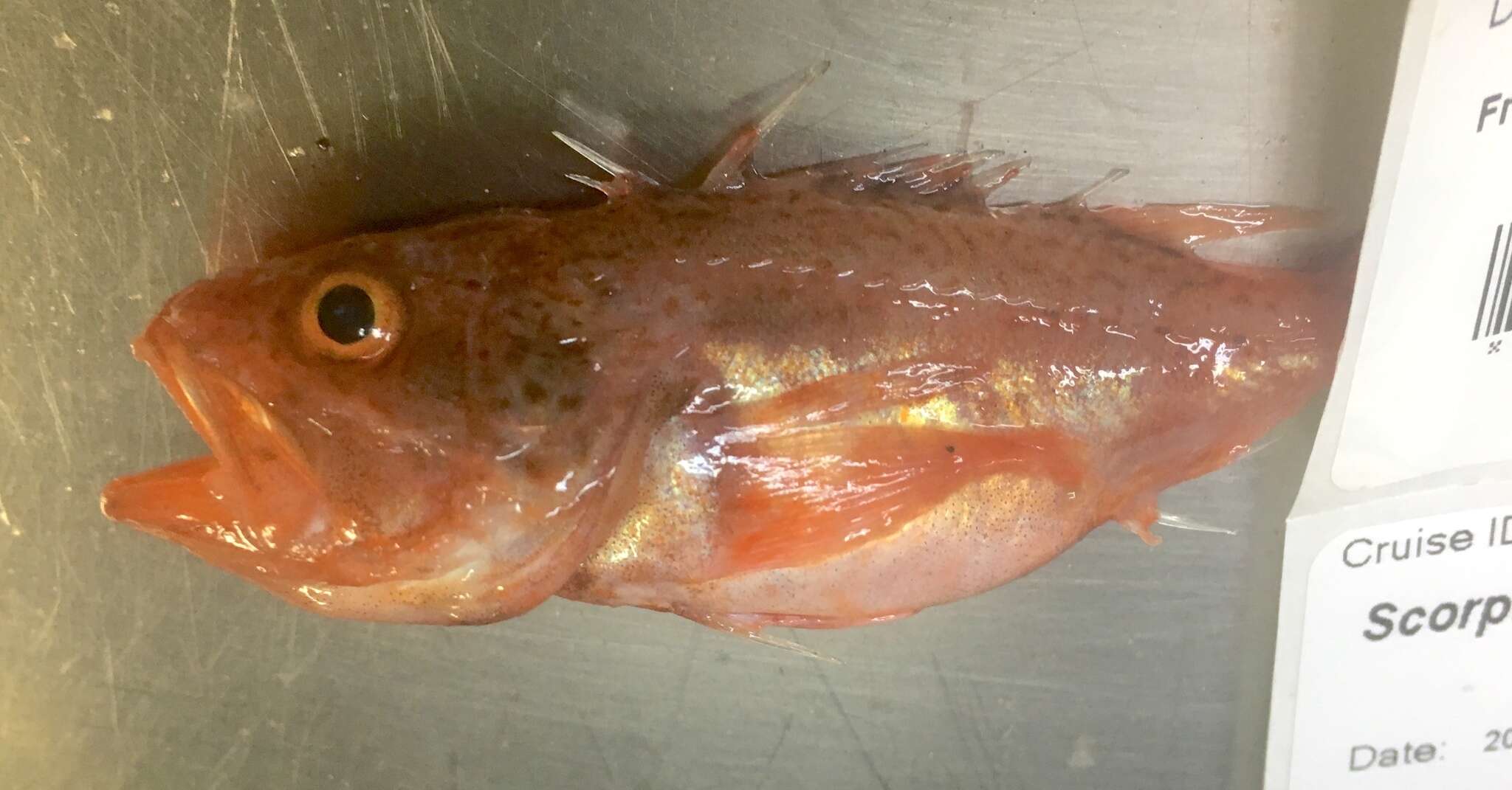 Image of deep-sea bristly scorpionfishes