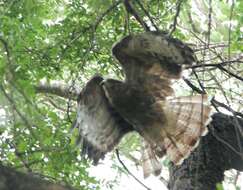 Image of Barred honey buzzard